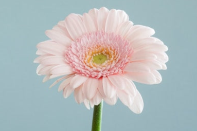 Image banner