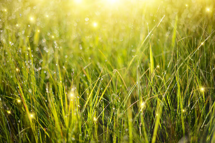 Image banner